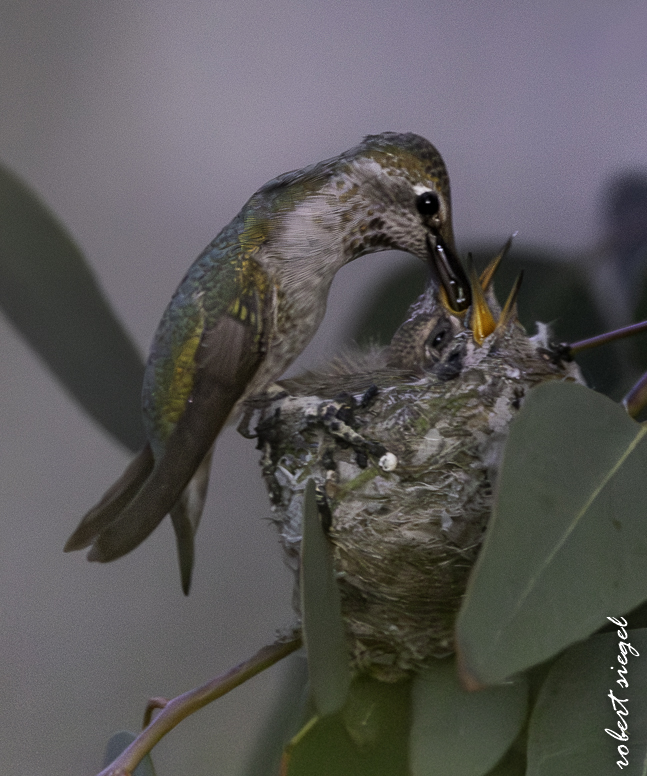 emily renzel wetlands 2026